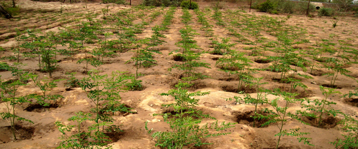 پرورش و ارتقاء ژنتیک گیاه مورینگا