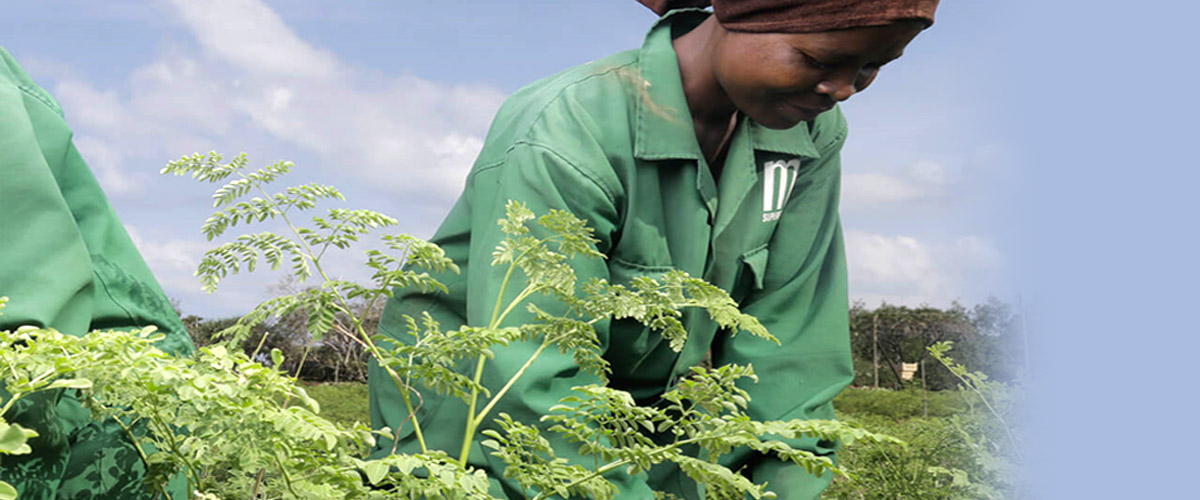 مورینگا مکمل غذایی در مبارزه با سوء تغذیه