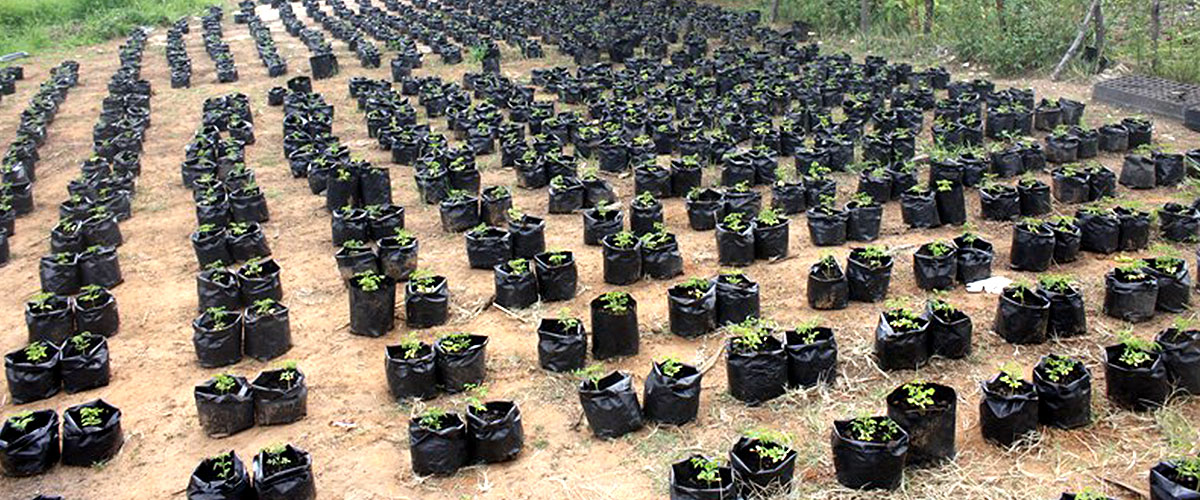 کشت بذر مورینگا در زمین
